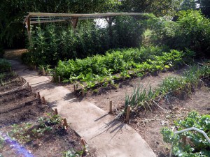 Mittleider Method Vegetable Garden - courtesy growfood.com