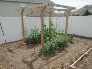Beginning a vegetable garden