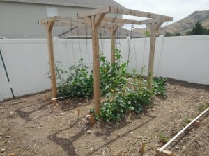 Beginning a vegetable garden