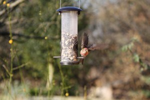 wildlife in garden