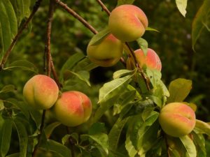 feeding peach trees