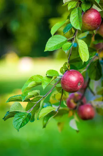 feeding apple trees