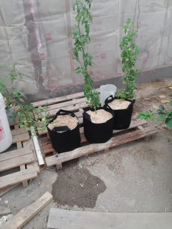 Growing tomatoes in fabric grow bags in the greenhouse
