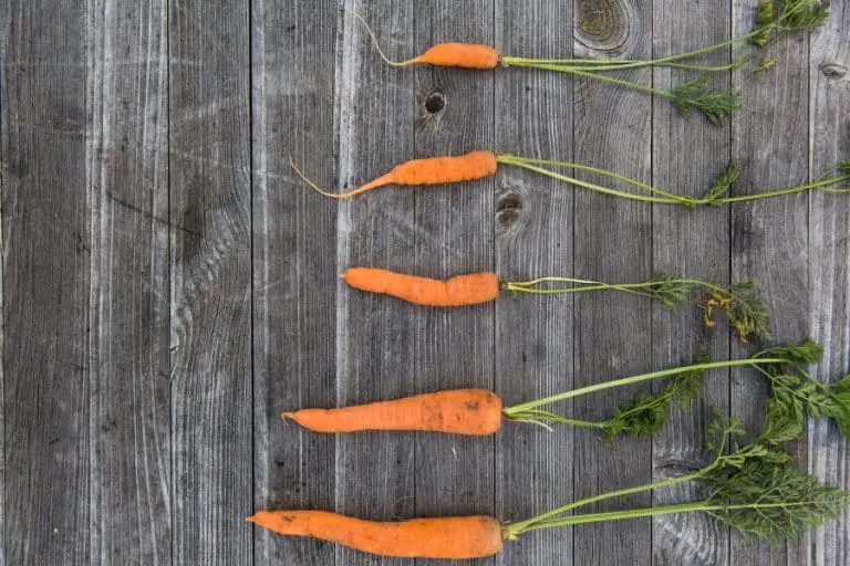 6 Reasons Your Vegetables Stay Small & What to Do About It – Urban ...