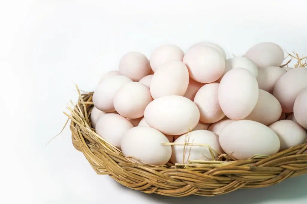 Can You Get Sick From Eating Duck Eggs at James blog