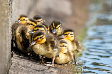 Not All Rice Saves Baby Ducks. But Ours…